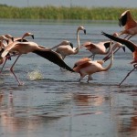 flamingo-Palm-Beach-600×300