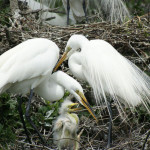 rookery-by-Snowmanradio-wiki-600×401