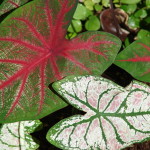 Caladium-600×450