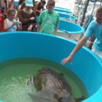 Turtle-hospital-visitors
