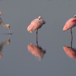 merritt-island-spoonbills-reflect-by-photomatt28-700px