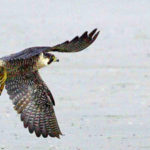 peregrine-falcon-cropped