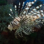 lionfish-Gustavo-Duran-via-Flickr