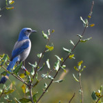 oss-florida-scrub-jay