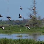 whistling-ducks-James-Butle