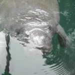 weeki-wachee-manatee-close
