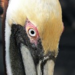 Pelican-at-KeysWildBirdCntr-610×457