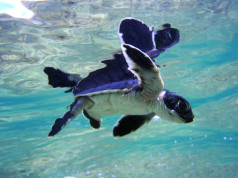 Turtles