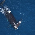 right-whale-from-air