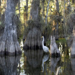 tamiami-trail-bird