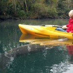 weeki-wachee-manatee-nudges-300×208