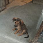 First homeless dog we spotted. We later named this dog Nazareth after the place where we found him