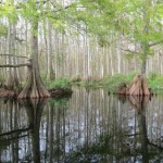 reflections-fisheating-cree