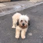 Homeless poodle in Pavas, Costa Rica