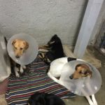 More homeless dogs housed by Gisela Vico Pesch, President of the Association National for the Protection of the Animals  (A.N.P.A.)
