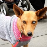 This is homeless Gallina from Costa Rica now in New York . She is beautiful!