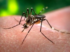 Brazil zika virus