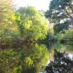 arbuckle-creek-golden1