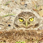 burrowing-owl-in-burrow