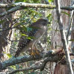 corkscrew-hawk