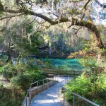 fannings-springs-morning-li