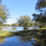 fisheating-creek-flooded