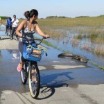 peddling-past-gator