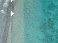 sharks