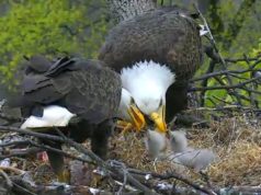 baby bald eagles