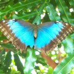 butterfly-blue
