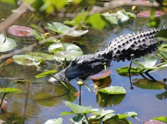 everglades