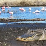 gator-n-spoonbills-myakka