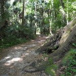 high-ham-big-oak-trail-600