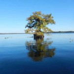 norris-lake-lone-tree