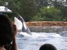Orca