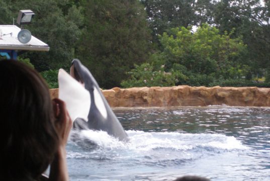 Orca