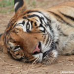 12 Hoover_ADI rescue center