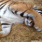 13. Hoover_ADI rescue center (1)