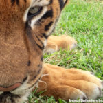 14. Hoover_ADI rescue center