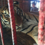 2 Hoover circus seizure