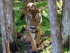 Hoover the tiger