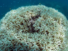 Great Barrier Reef