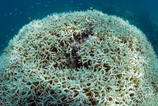 Great Barrier Reef