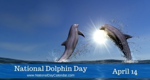 dolphin