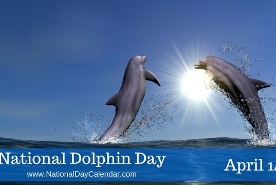 dolphin