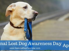lost dog