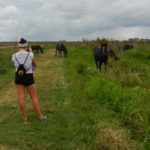 Paynes-Prairie-wild-horses