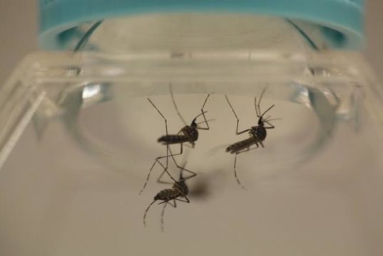 zika virus