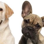 AnimalCareBanner