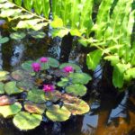 Group-of-water-lilies